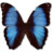 Morpho Deidamia Erica Icon